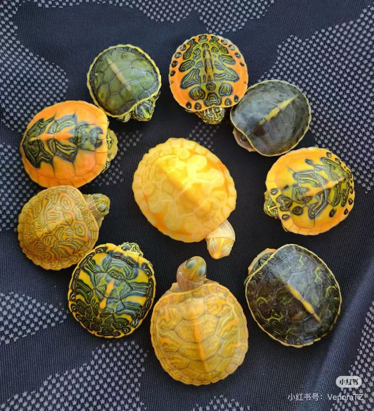 随机发收到的龟都是随机的不支持退款