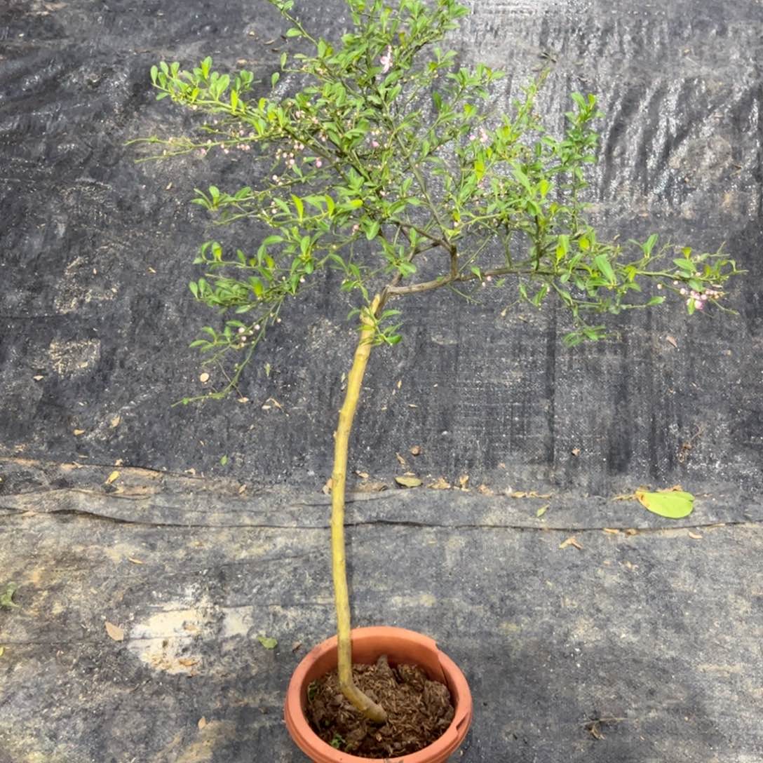 绿植盆栽植物花卉