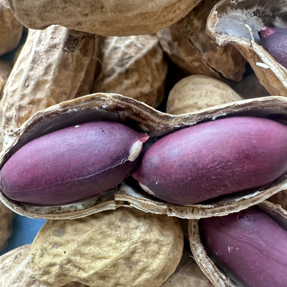 滋补健康 富硒紫黑皮花生25年新鲜当季带皮