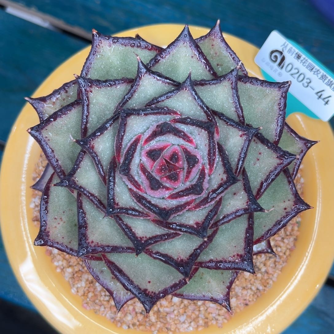 多肉一物一拍0203-44