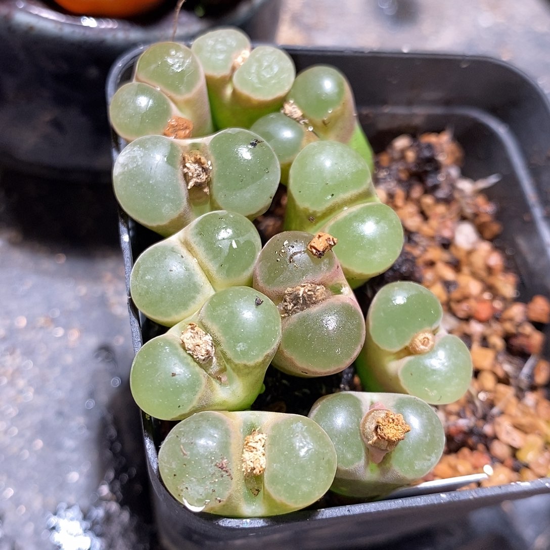 小粉磁铁五颗。     