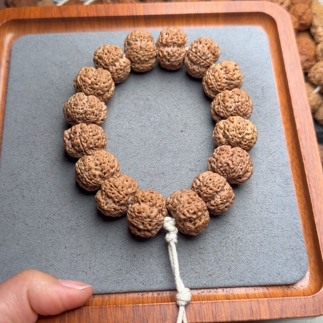 海***空菩提菩提9号尼泊尔大金刚22矮庄梅花