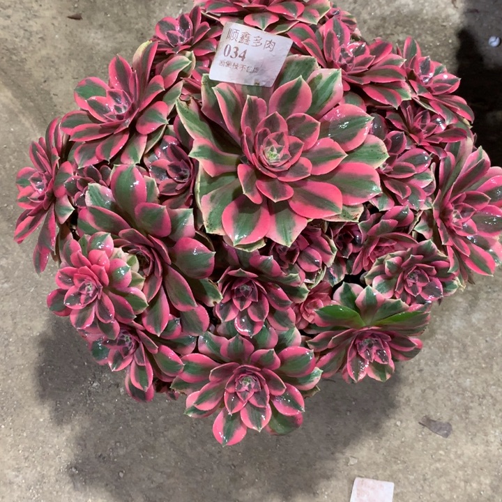 034女妖多肉植物特价