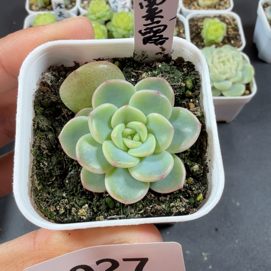 西米露一物一拍027