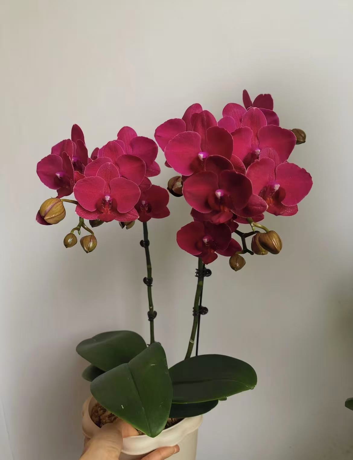 蒙特勒安祖蝴蝶兰(苗子发货3.5寸杯）