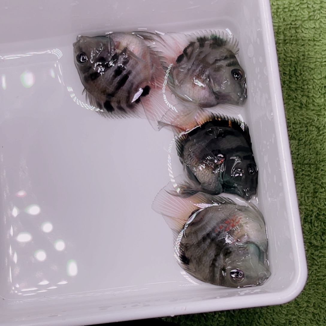 鹦鹉鱼摩卡色四条