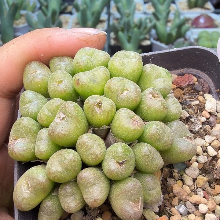 054。满38包邮肉锥