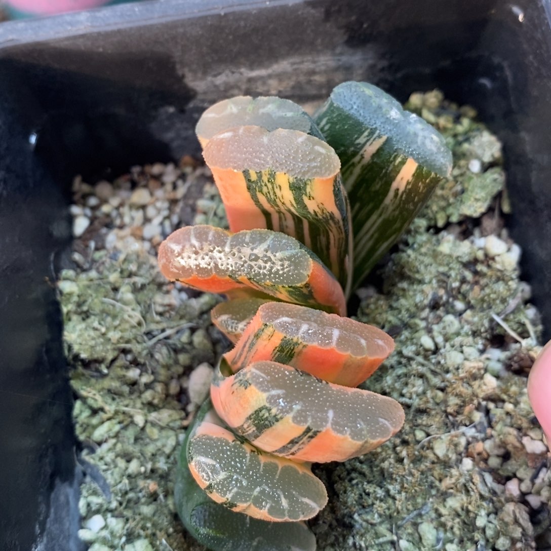 一颗玉扇锦 元旦福利