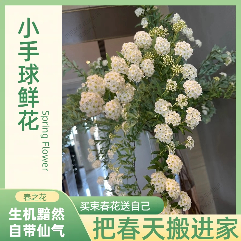 小手球鲜切花室内水培植物家用插花装饰摆件云南基地直发鲜花