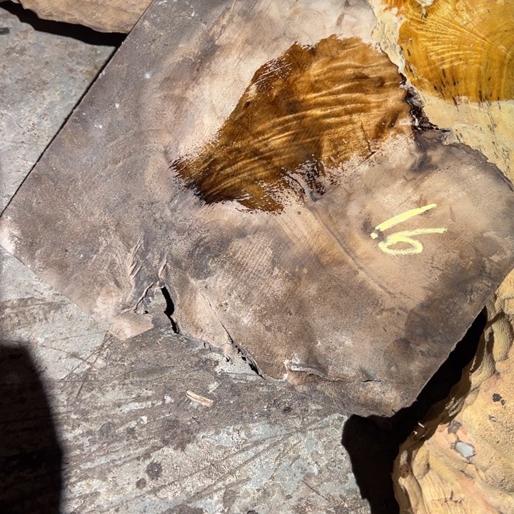 金丝楠高*22222222222