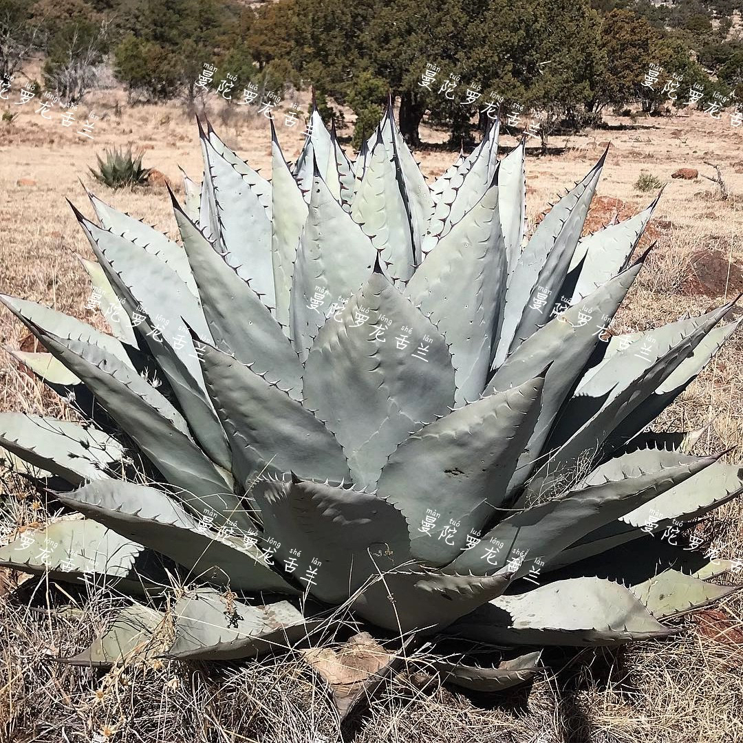 赫瓦蒂纳龙舌兰Agave havardiana精选优秀的厚圆叶籽播实生小亚苗