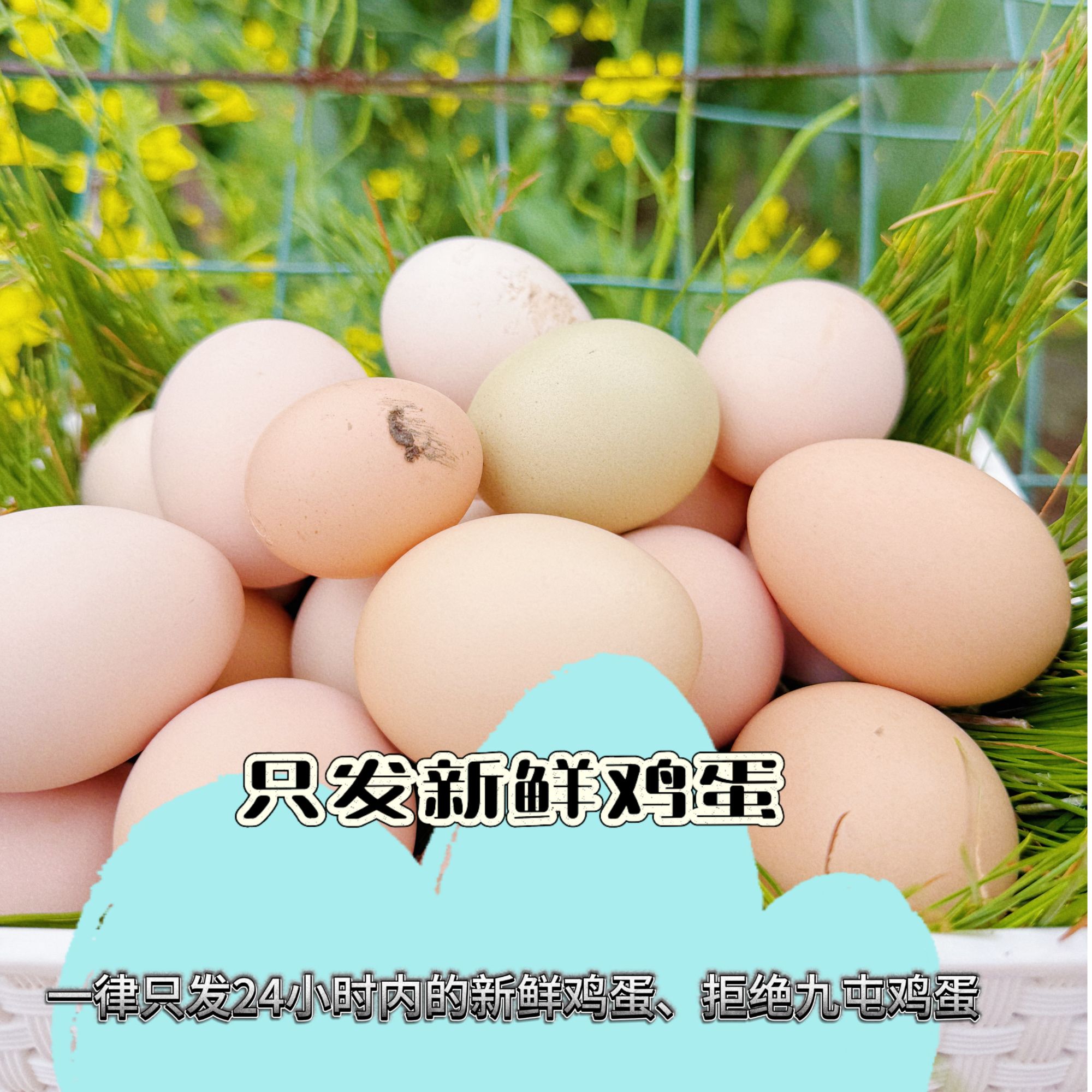 正宗散养跑山鸡新鲜土鸡蛋乌鸡蛋营养健康 包邮到家