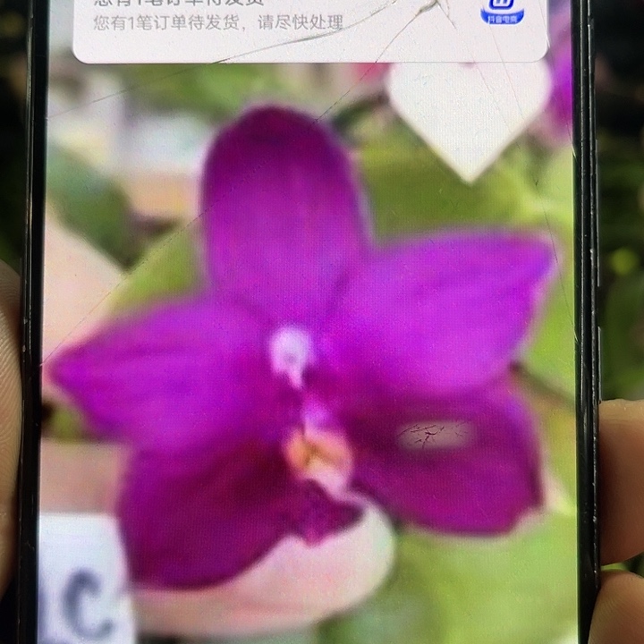 当前无花栽培后可以开花柳林女孩1.7