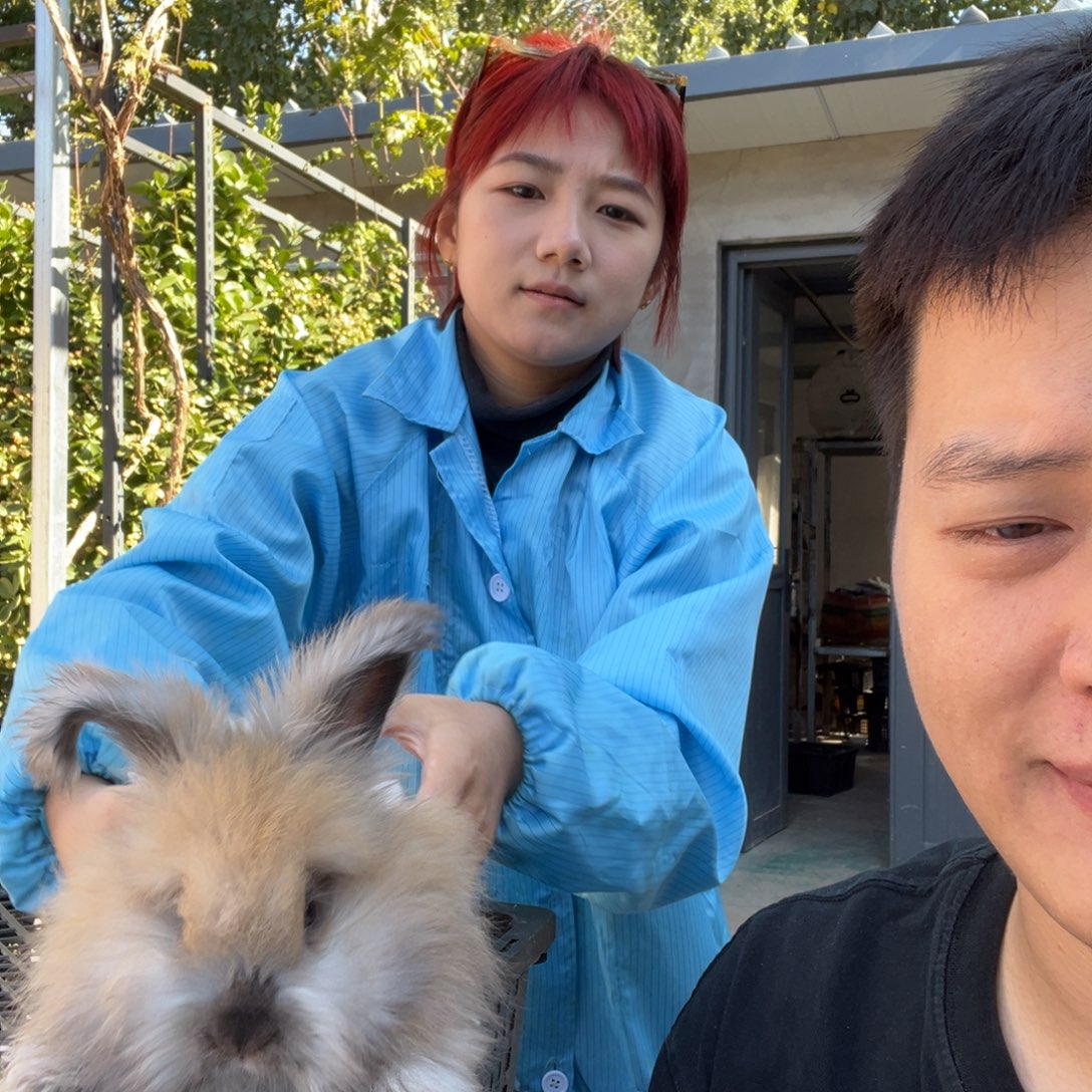 双血统英系安哥拉兔子