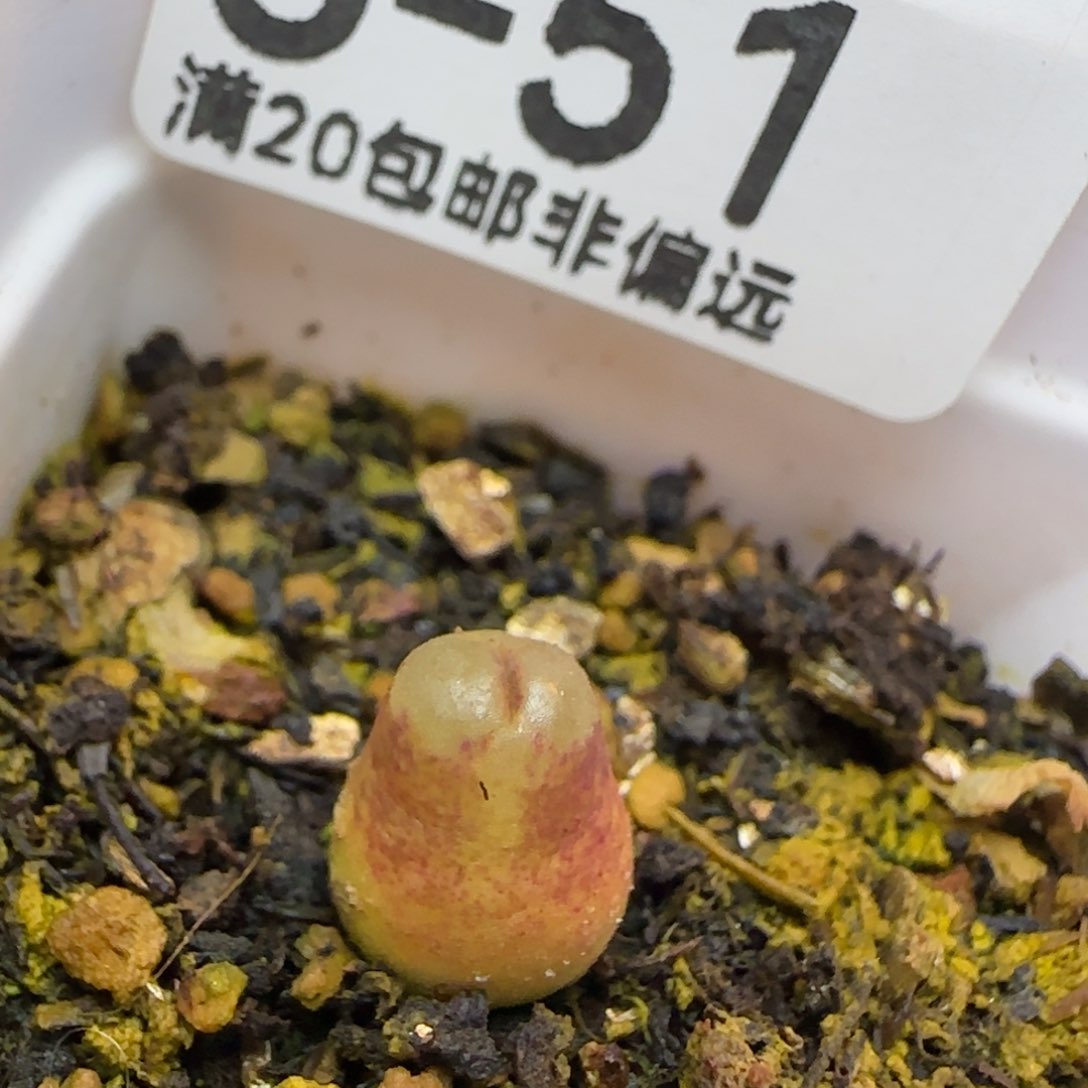 雪茄带盆土发货。        