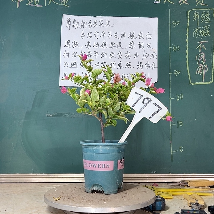 当前无花栽培后可以开花斑叶米罗797
