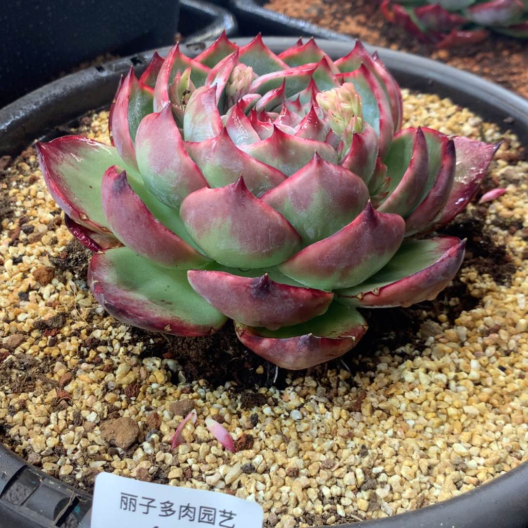 121号多肉植物惊鸿