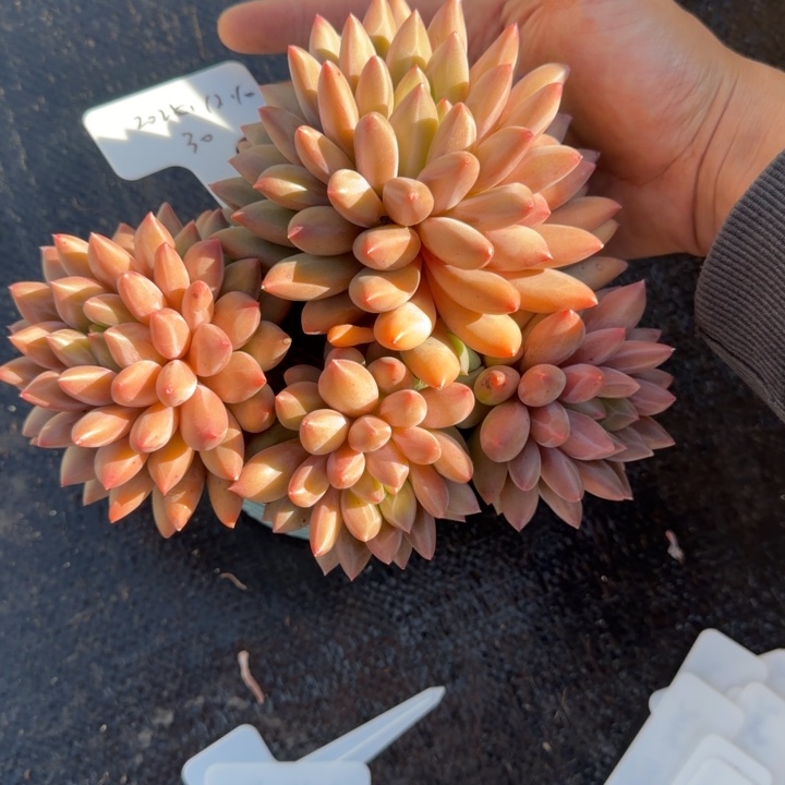 一物一拍精控红蜻蜓30