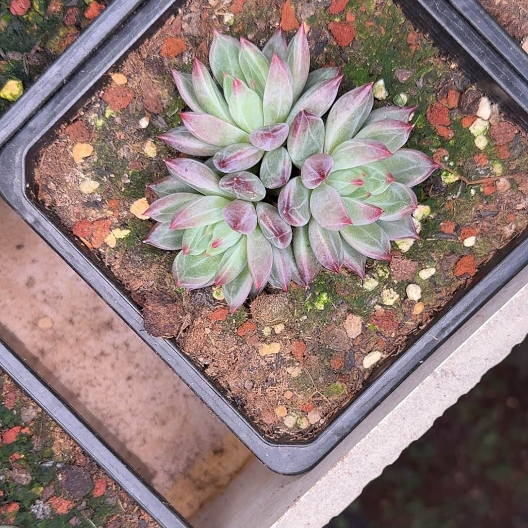 芬兰之夜三头多肉植物