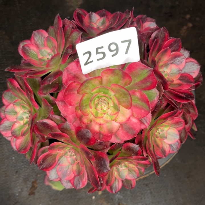 赤子心多肉发货发货