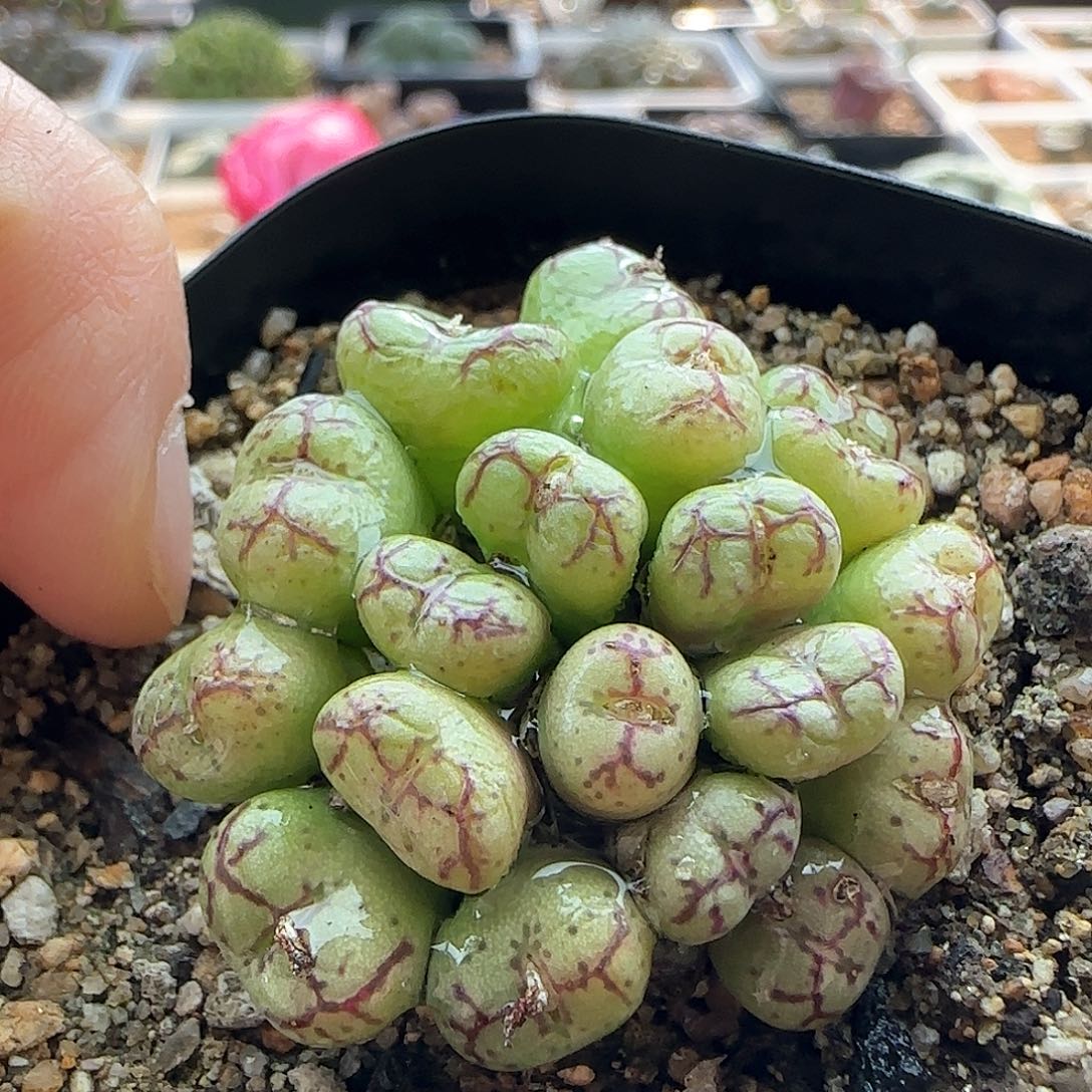 脱土年后发货23456