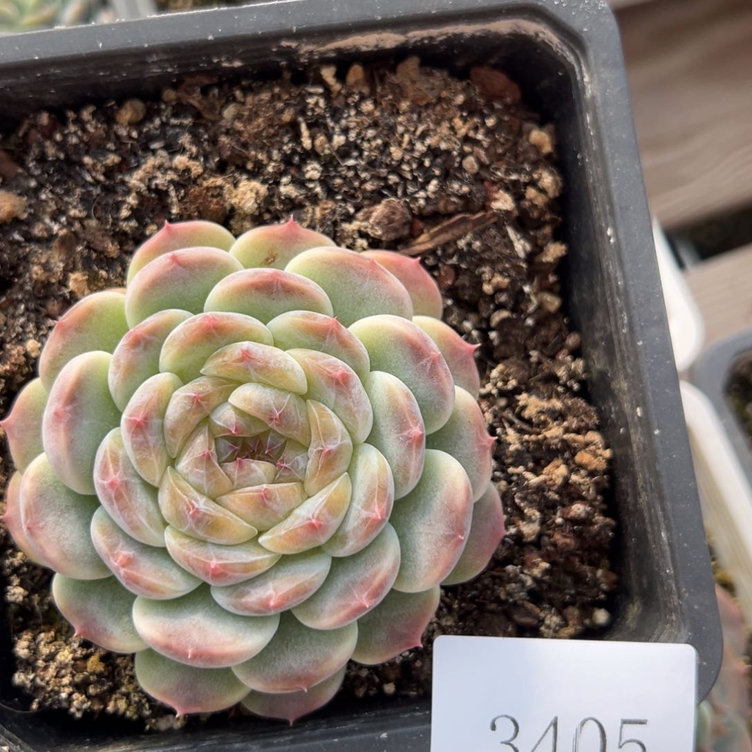 莞*3405肉肉肉肉肉