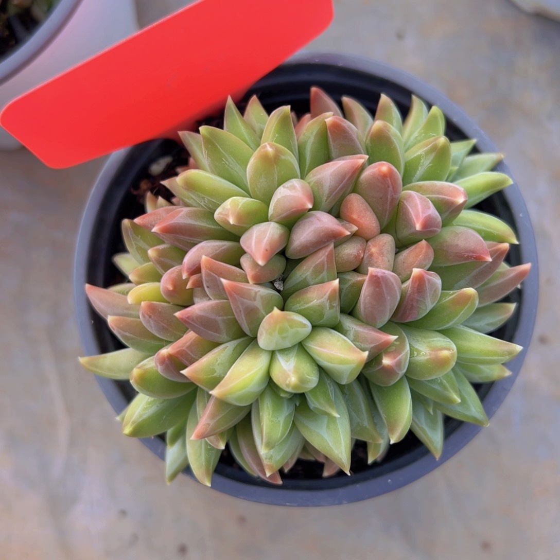 香玉的故事是一个人的故事