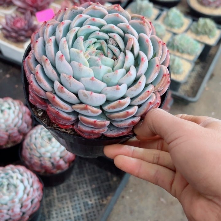 精品多肉植物老桩