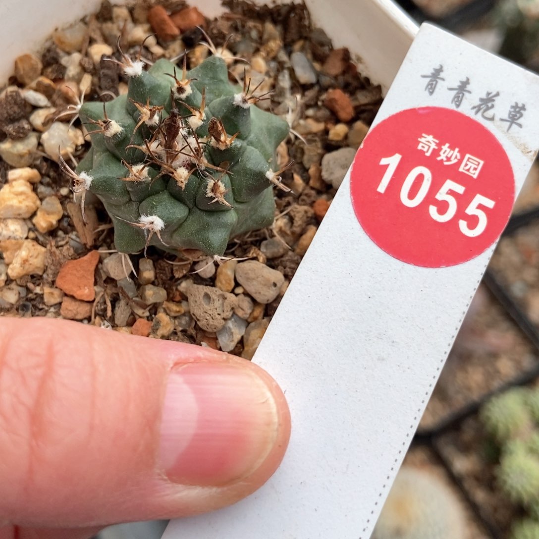 实生安吉球2.9cm根部有斑