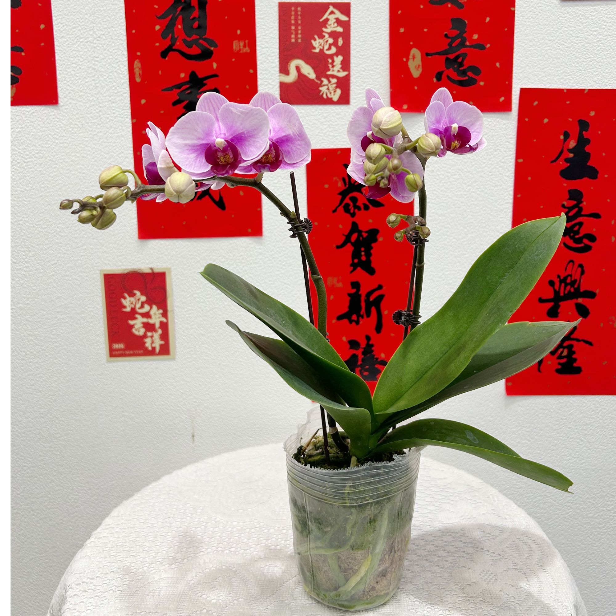 【同城配送  】精选年宵花蝴蝶兰 【宝贝 】3.5寸