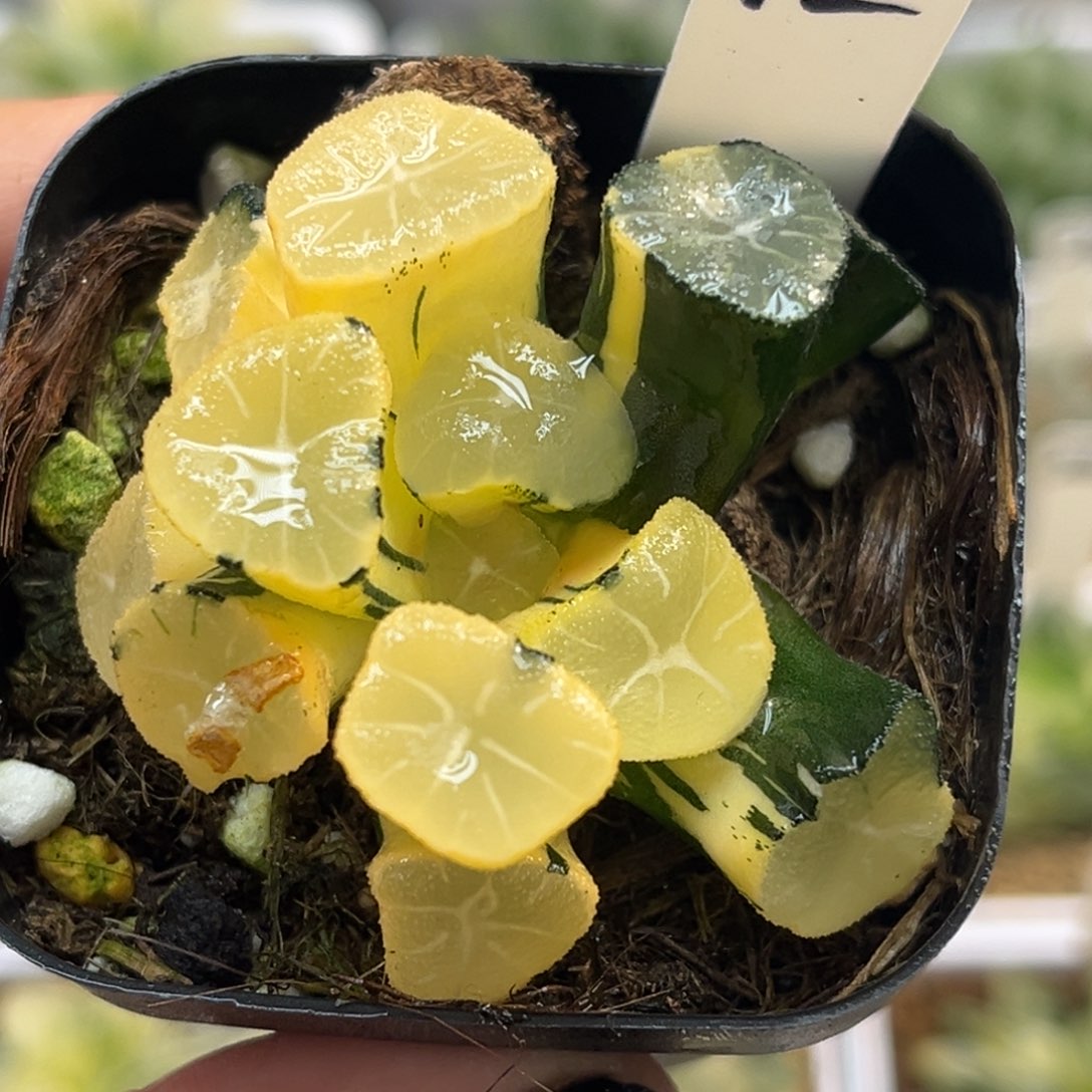 12玉龙万象锦（根弱介意勿拍）福利专场