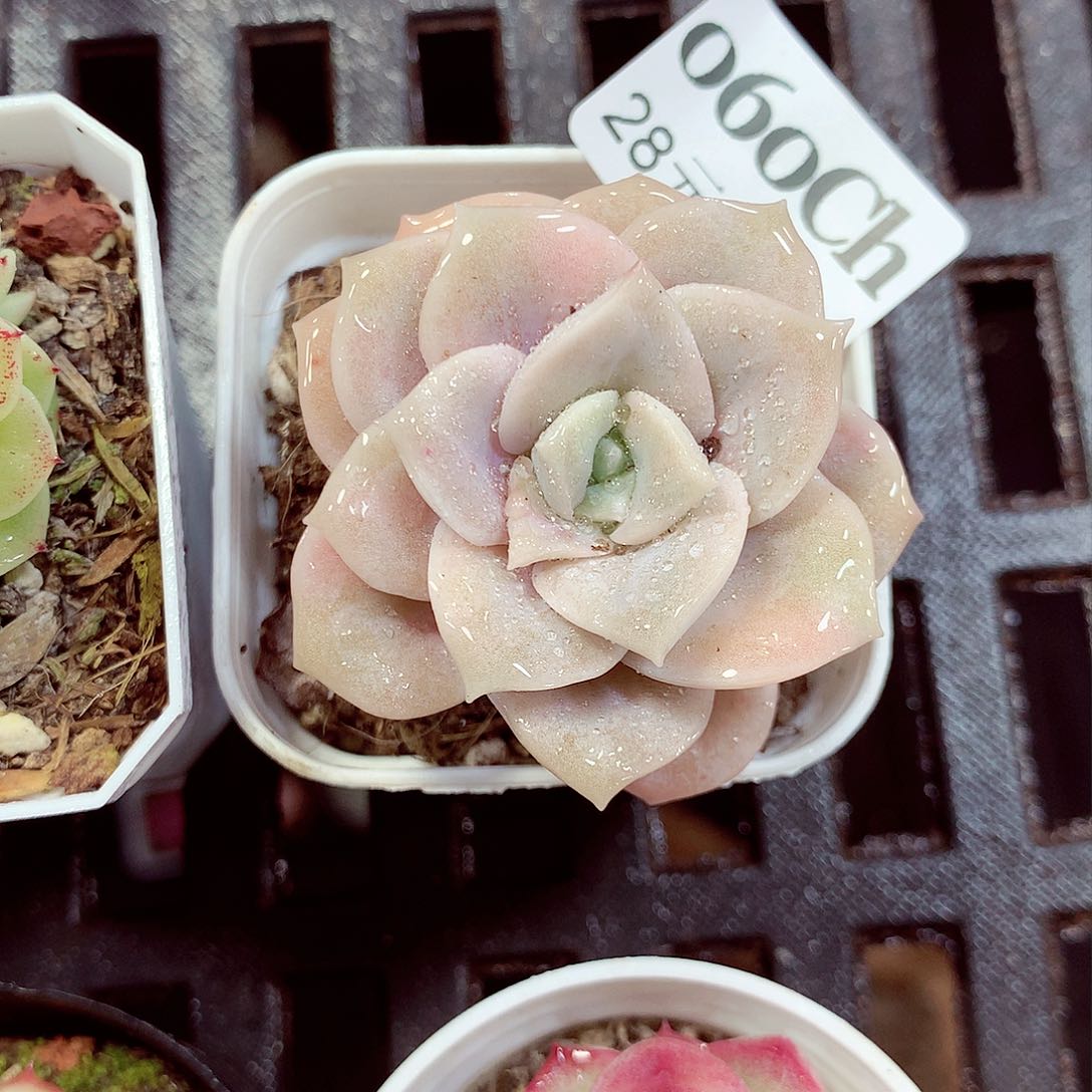 5厘米盆精控多肉060