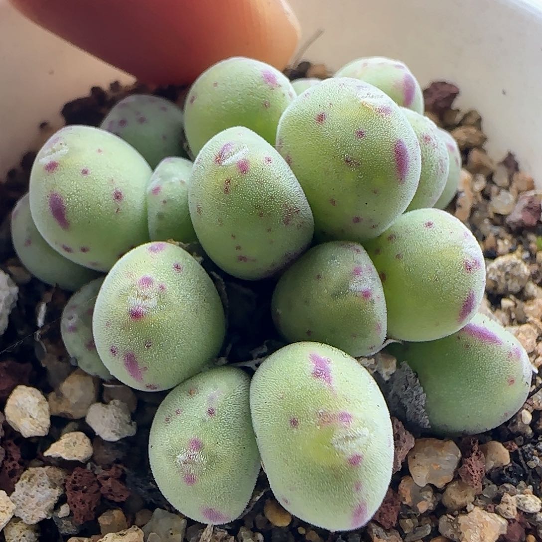 安*年后脱土发货24817