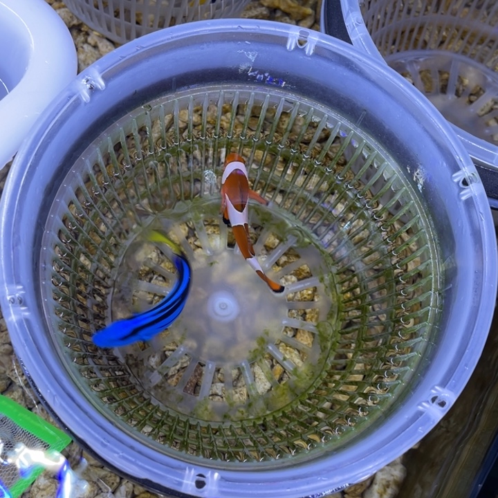 海水鱼蓝调一条顺丰包邮