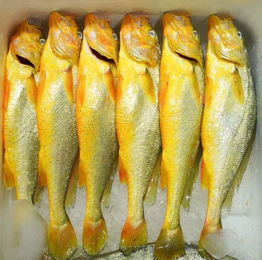连云港发货 新鲜速冻 大 350g-400g/条 到手6条（赠黄花鱼丸一袋）