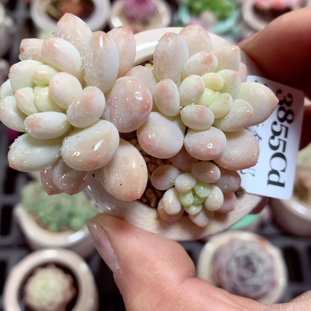 5厘米盆精控多肉3855