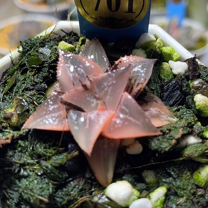 l***e701酒吞锦特选福利