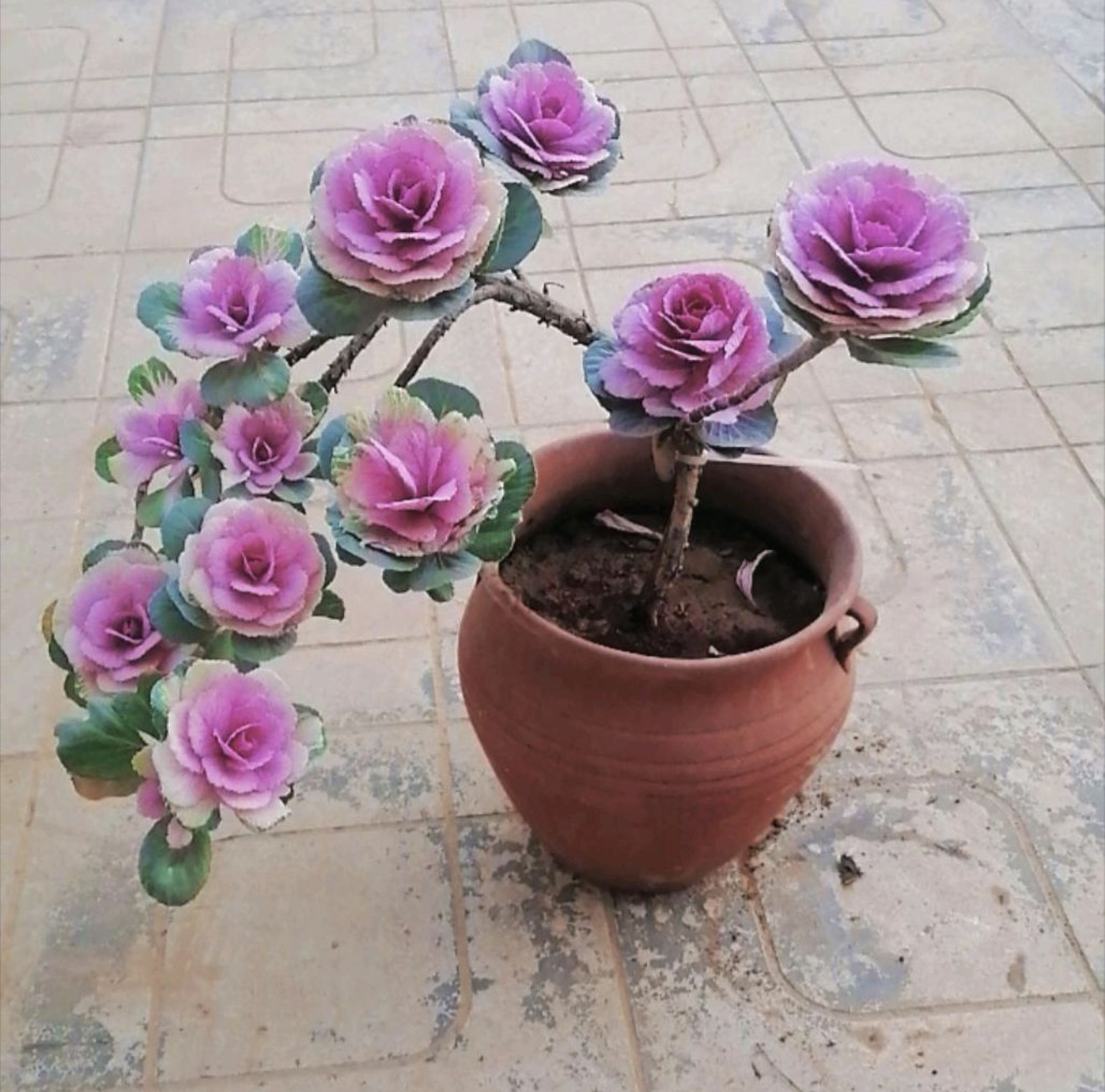 羽衣甘蓝耐寒易养观叶植物适合阳台庭院种植