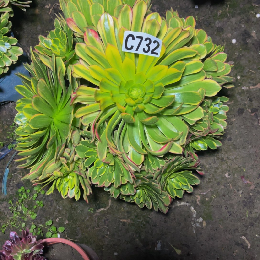 朝霞法师16//////8包邮