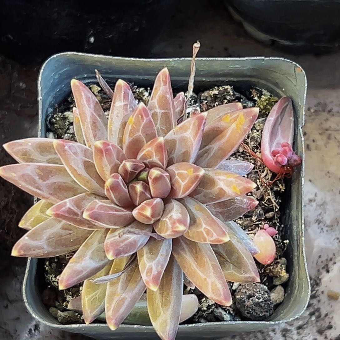 桔云多肉美人精品系列