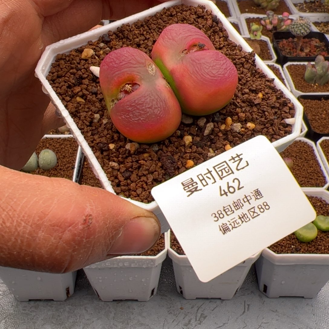 2.10毛多肉植物462