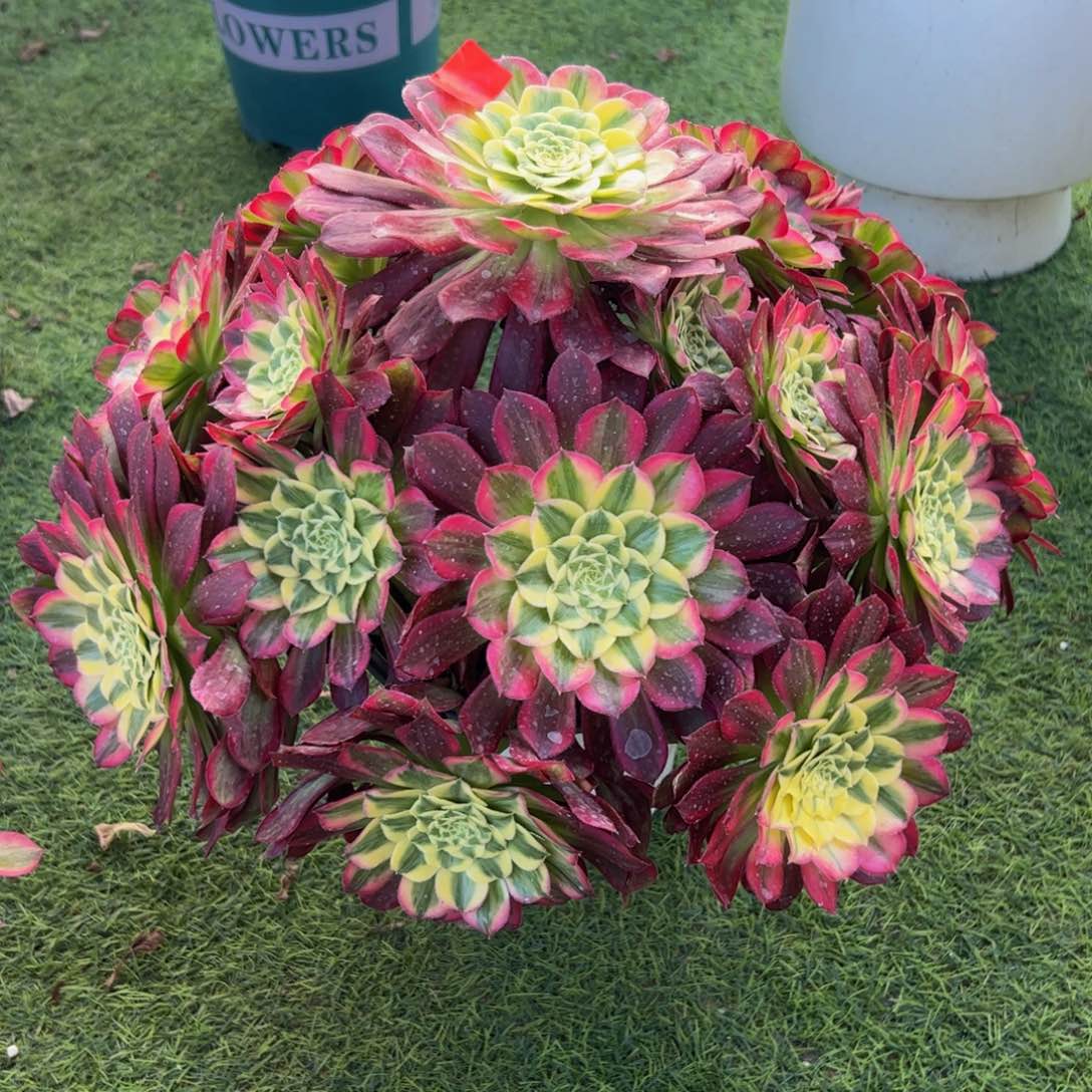 312炖肉植物发货天河