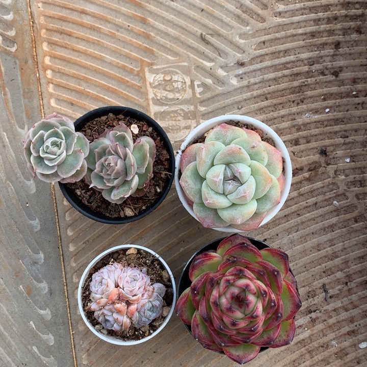 精控多肉一物一拍