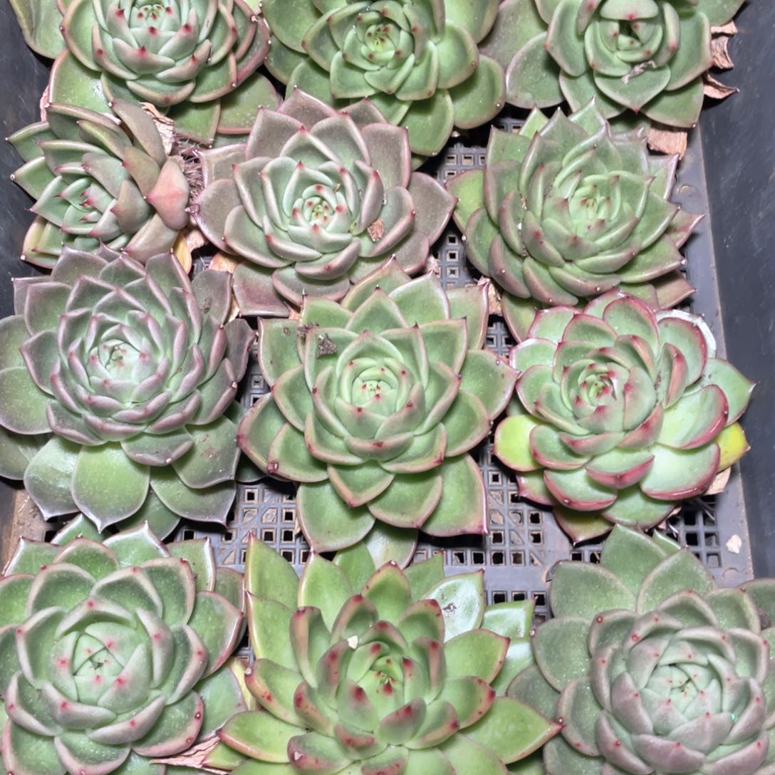 一筐特价福利不售后2761