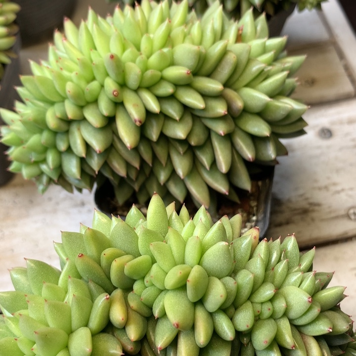 玉珠珍妮缀化脱土