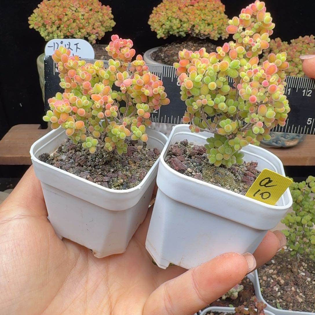 a10号密叶糖球两棵