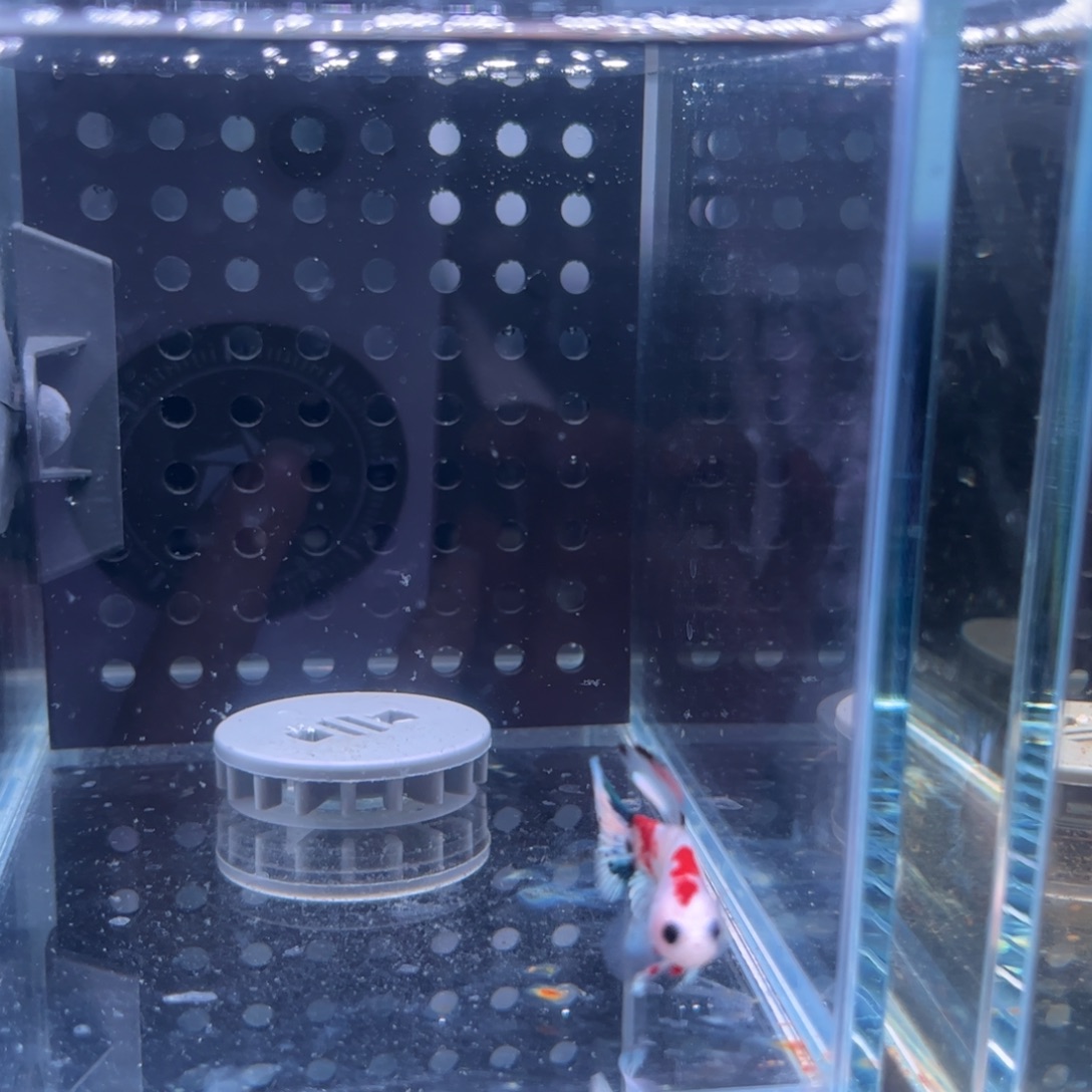 斗鱼泰国斗鱼27号