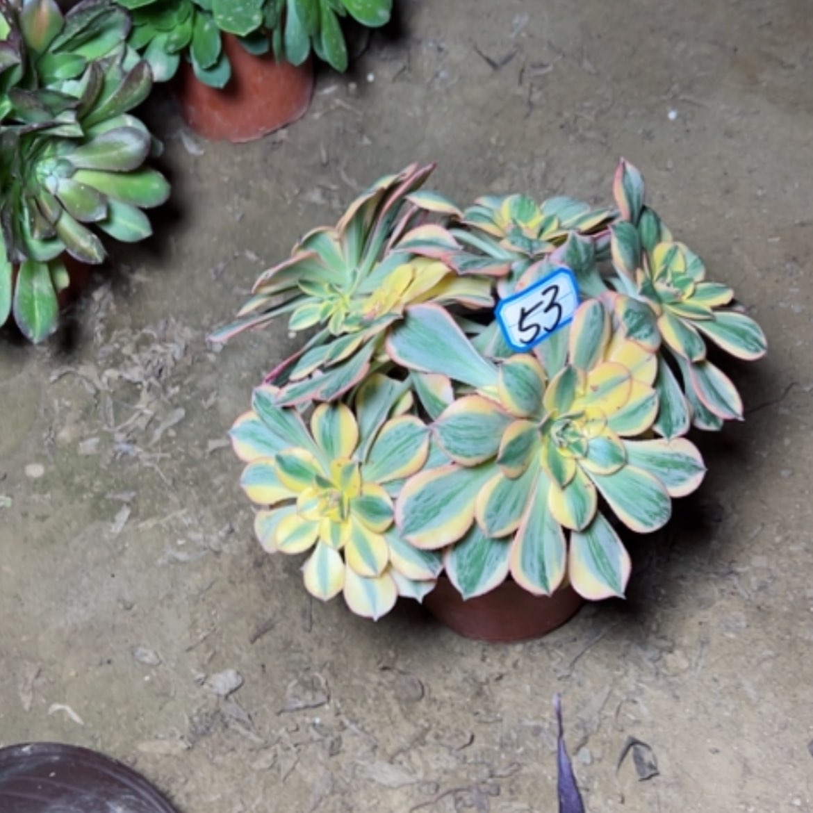 【闪购商品】飘****）多肉植物灿烂53