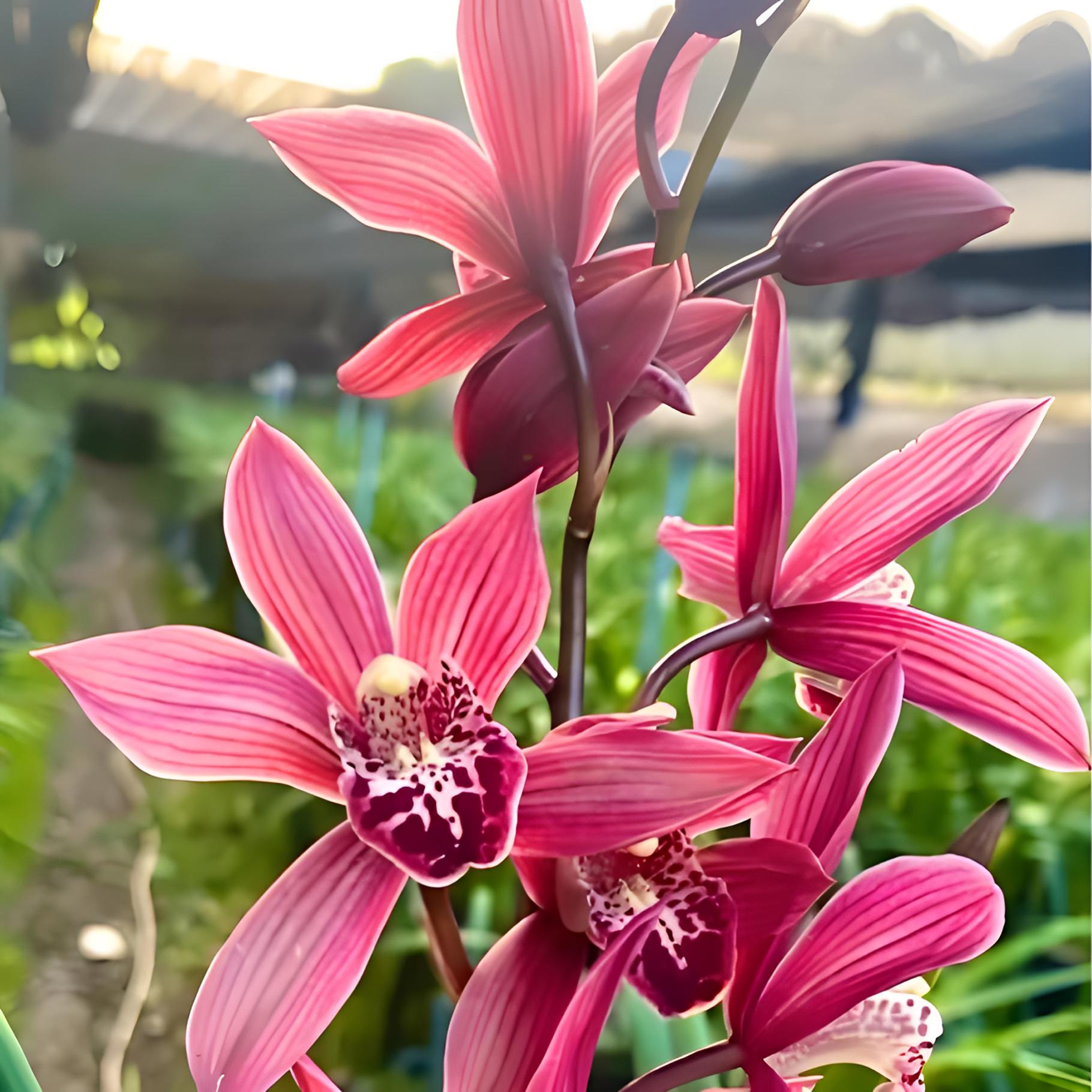 台北小姐建兰正品兰花浓香型花卉复色花一杆多花四季兰兰园