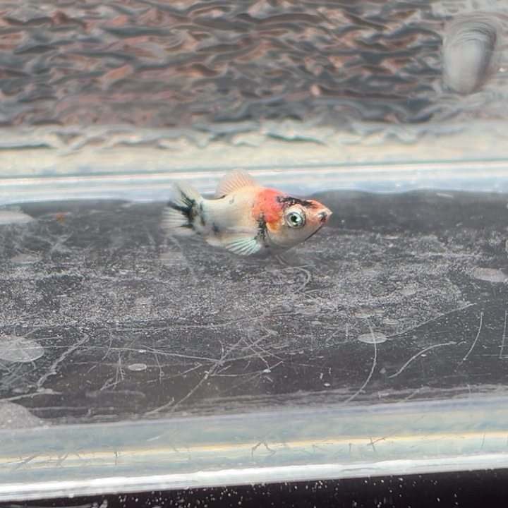 孔雀鱼玛丽鱼一条红头崽